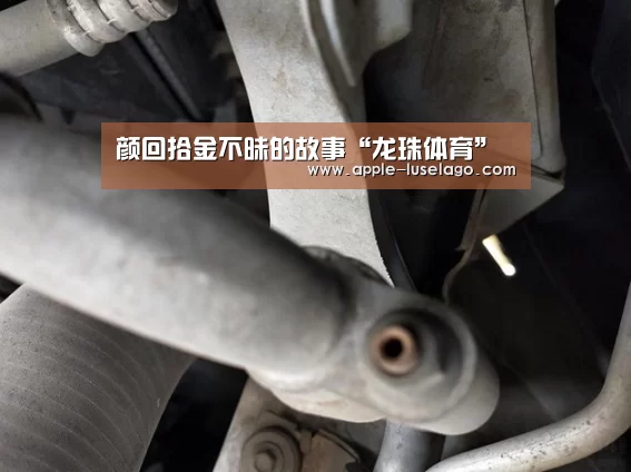 龙珠体育