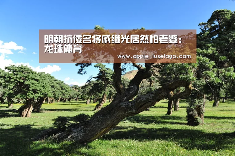 龙珠体育
